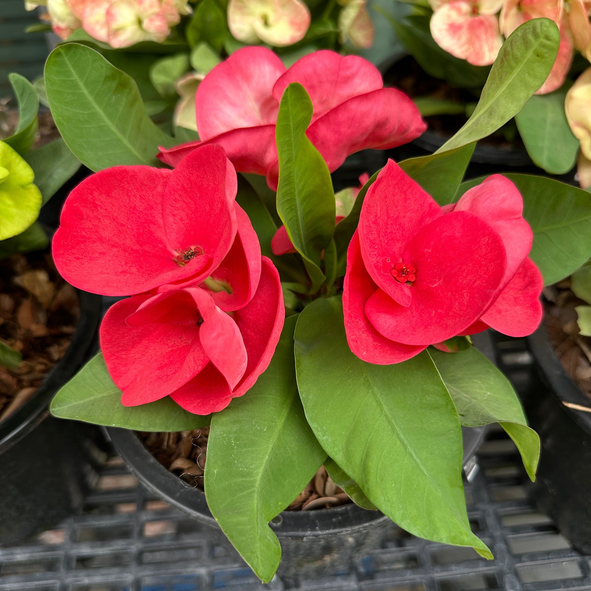 Euphorbia milii big red flower