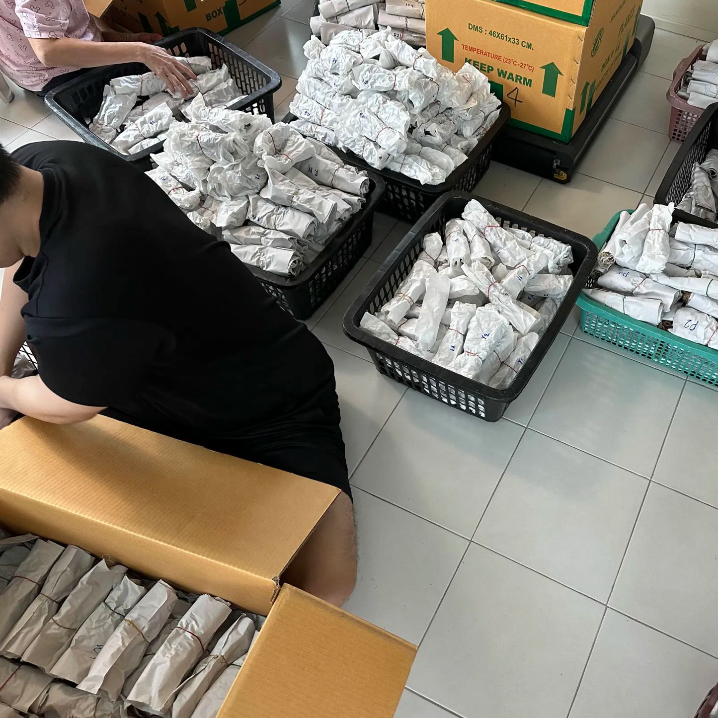 Euphorbia milii wholesale plants packed for international shipping