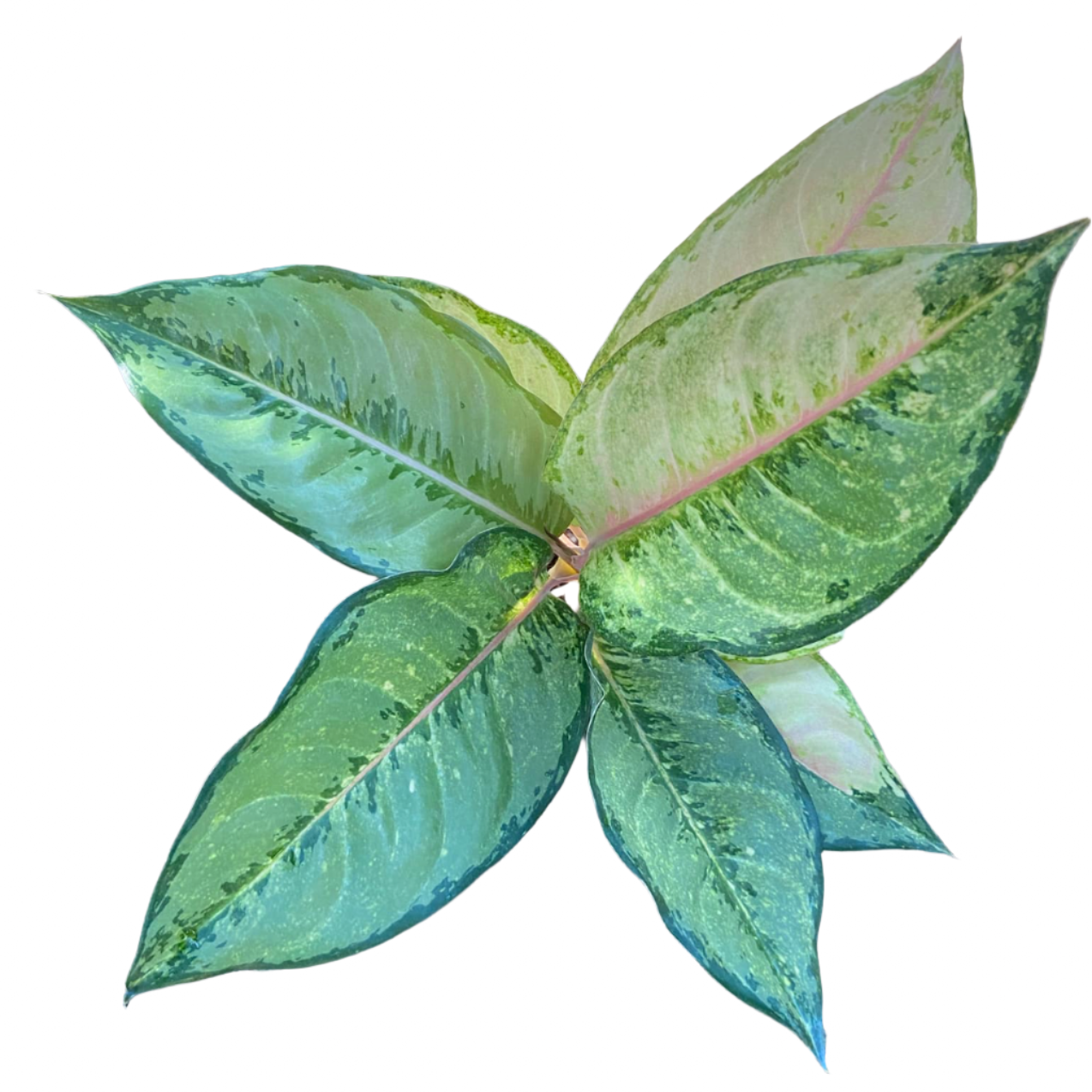 Aglaonema - Frozen