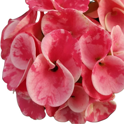 Euphorbia milii - Golden Red