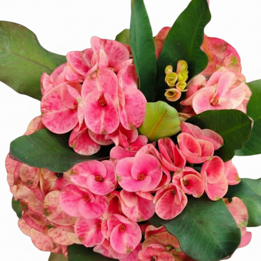 Euphorbia milii Annabelle - Premium Flowers