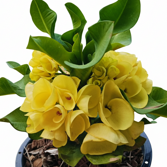 Euphorbia milii Yellow Sundae - Premium Flowers