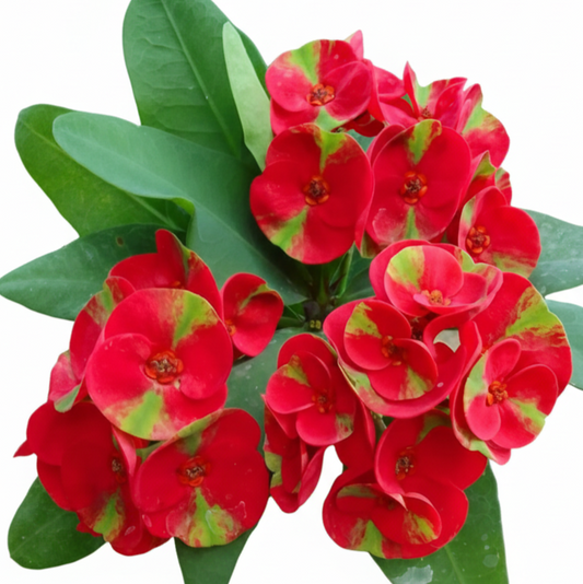 Euphorbia milii - Super Millionare