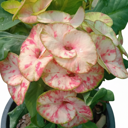 Euphorbia milii PetchManee - Premium Flowers