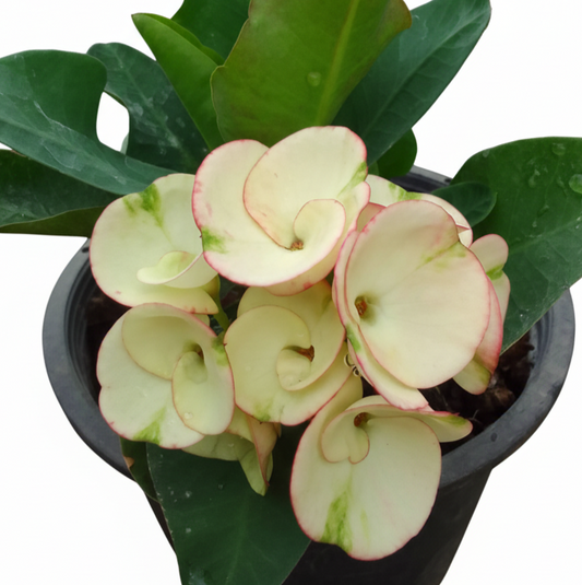 Euphorbia milii - ChaRoenLarb