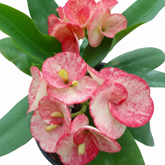 Euphorbia milii Star Sparkle - Premium Flowers