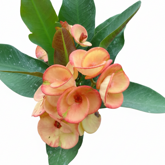 Euphorbia milii Siam Butterflies