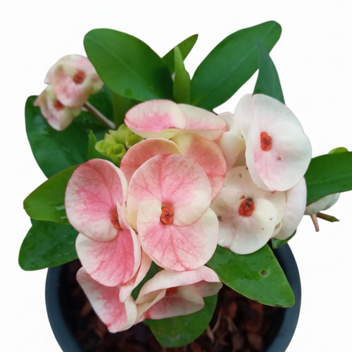 Sab Sethee Crown of Thorns (Pack of 3)