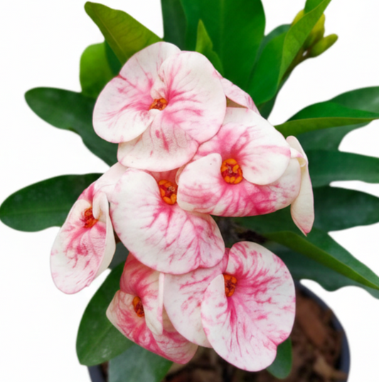 Euphorbia milii - Swift Red