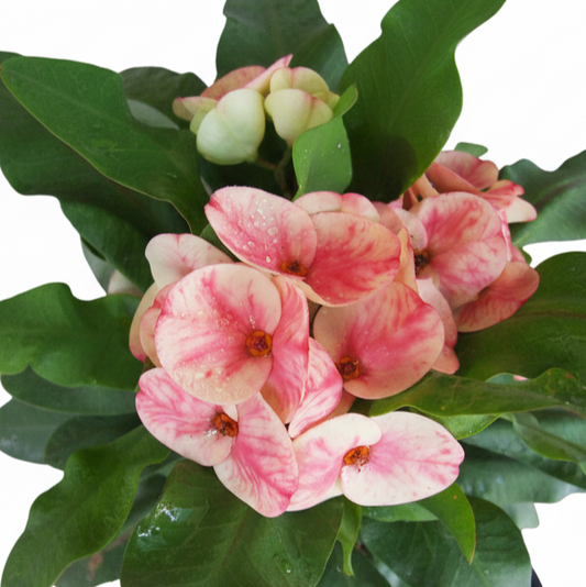 Euphorbia milii - Natasha