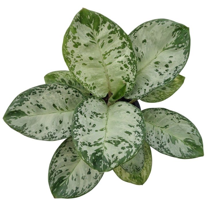 Aglaonema Woody in pot 6 inches