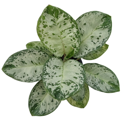 Aglaonema Woody in pot 6 inches