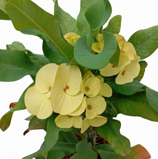 Euphorbia milii PakThongChai