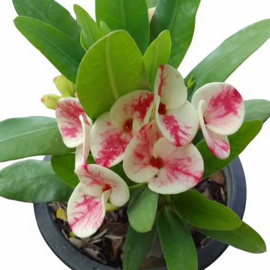 Euphorbia milii - Premium Flowers - Guan Yu