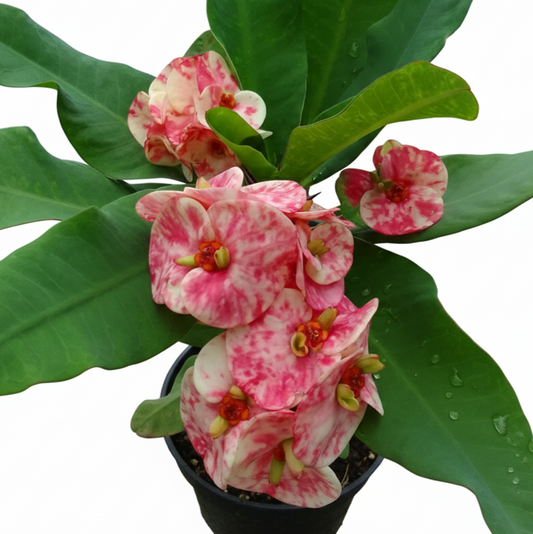 Euphorbia milii - Lulo Rose