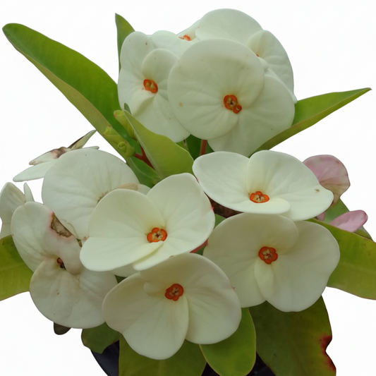 Euphorbia milii white flower