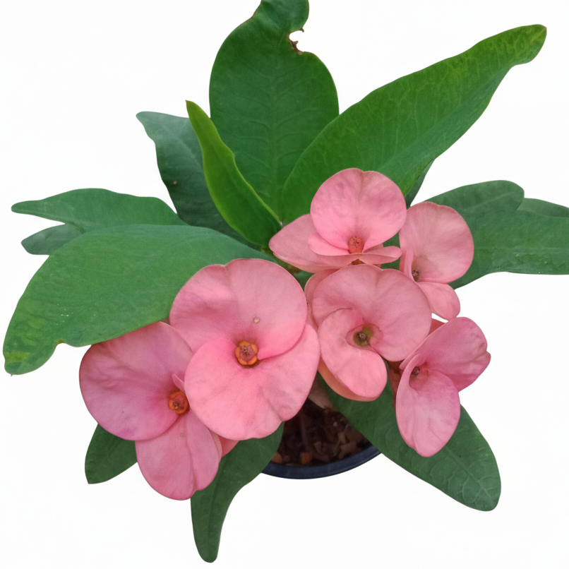 Euphorbia milii - My Valentine