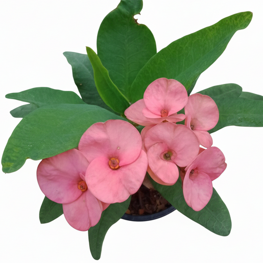 Euphorbia milii - My Valentine