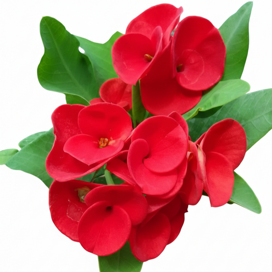 Euphorbia milii - Rosy Red