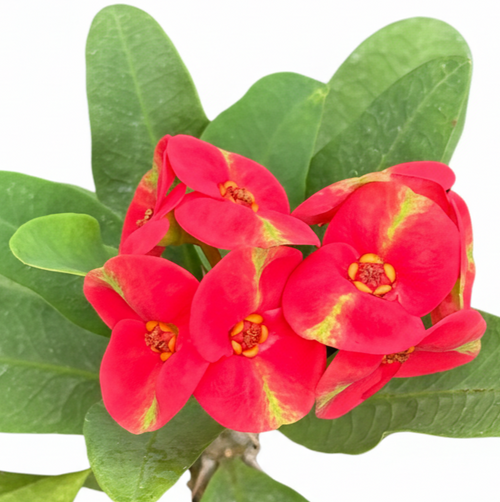 Red Millionaire (Maha Sedthee) Crown of Thorns (Pack of 3)