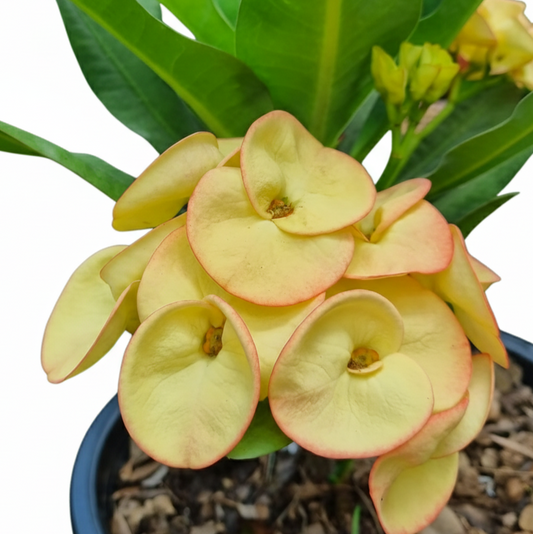 Euphorbia milii Sunrise - Premium Flowers