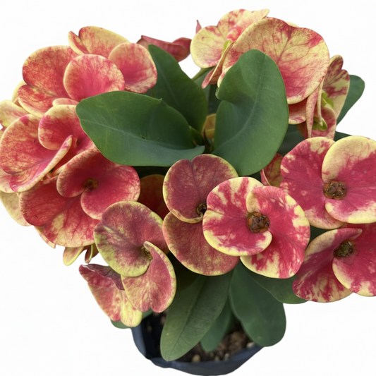 Euphorbia milii Sunday Morning