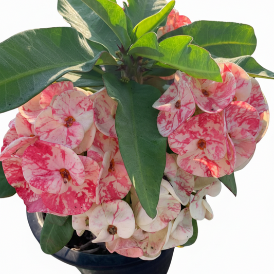 Euphorbia milii - Chiangmai Millioniare