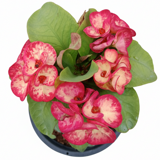 Euphorbia milii YarMo - Premium Flowers