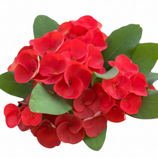 Euphorbia milii - Cherry Soda