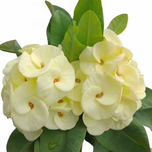 Euphorbia milii - Yellow Ampawan