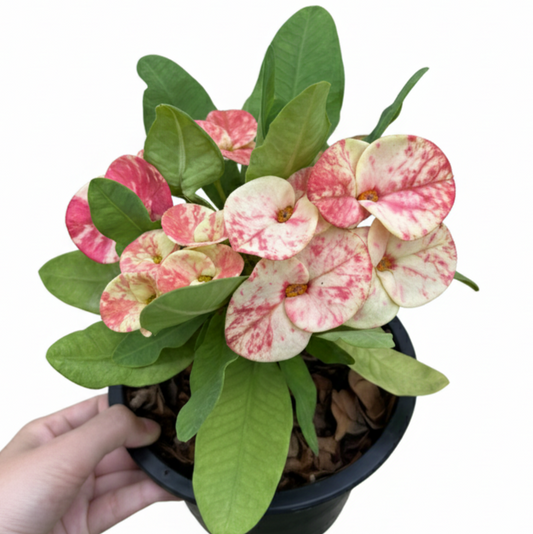 Euphorbia milii Chid Chan