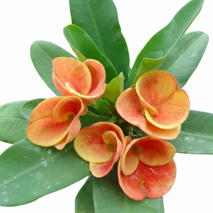 Euphorbia milii Sunday Morning
