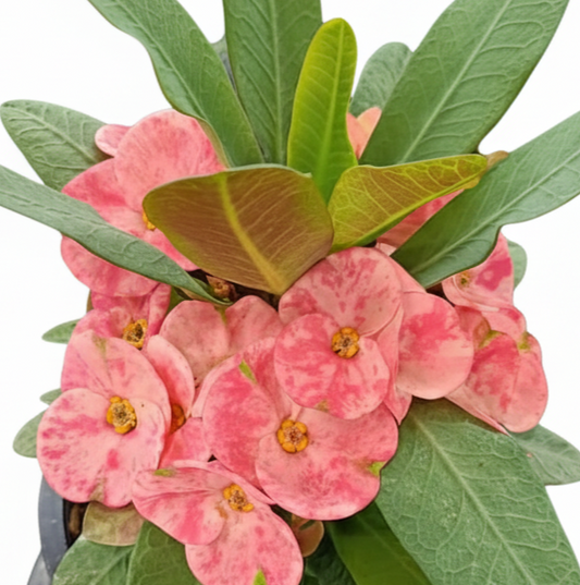Euphorbia milii - NakornThai
