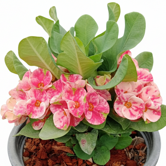 Euphorbia milii Queen of Diamond - Premium Flowers