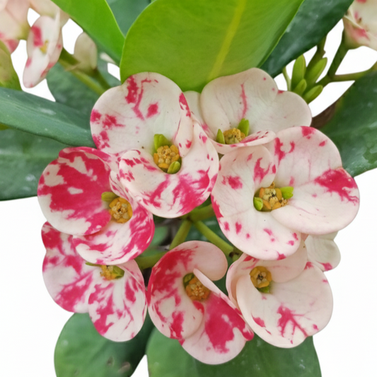Euphorbia milii - LaiKaNok