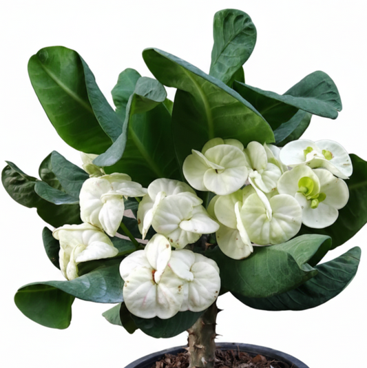 Euphorbia milii White Legend - Premium Flowers