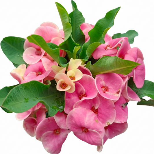 Euphorbia milii - Golden Red