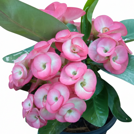 Euphorbia milii - Sweet Home