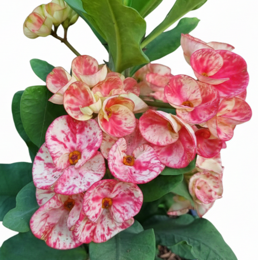 Euphorbia milii DoiTung - Premium Flowers