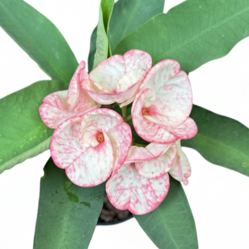 Euphorbia milii PetchKaSem