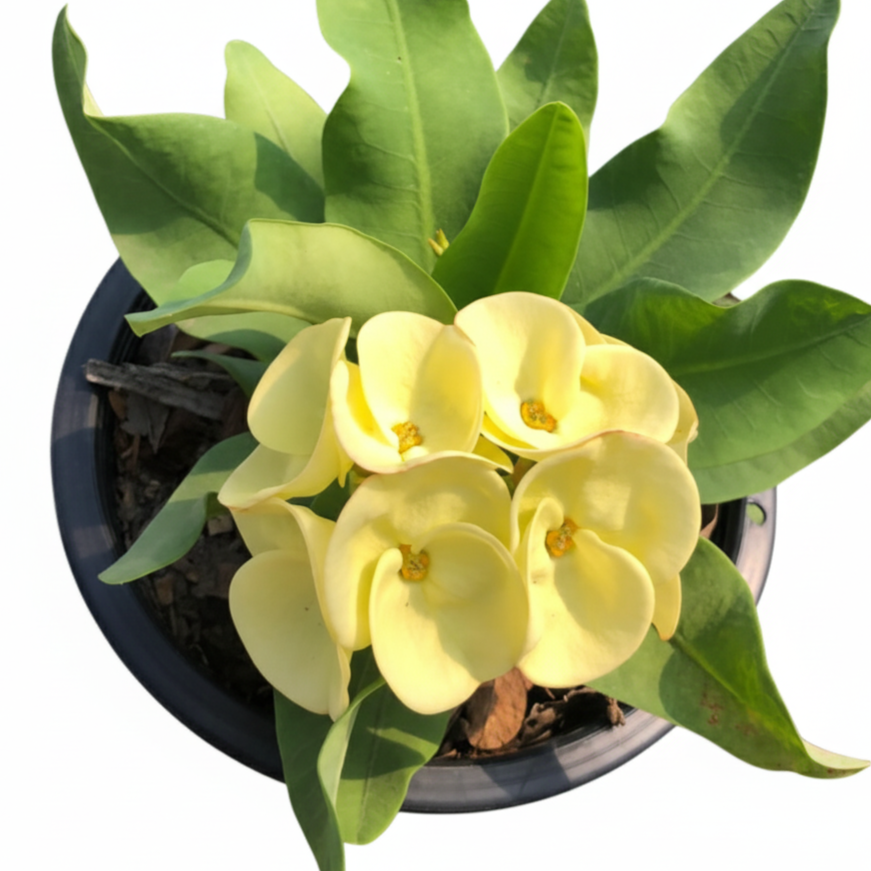 Euphorbia milii Thong Urai - Premium Flowers