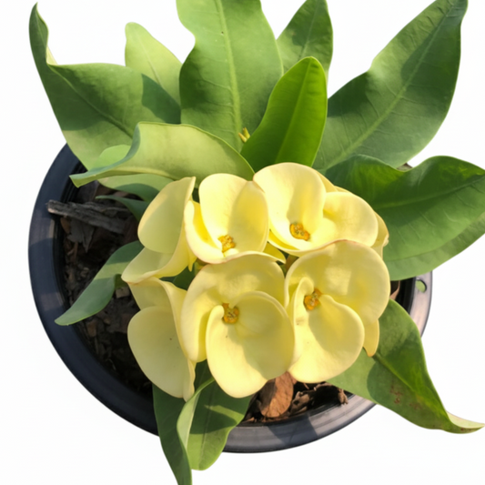 Euphorbia milii Thong Urai - Premium Flowers