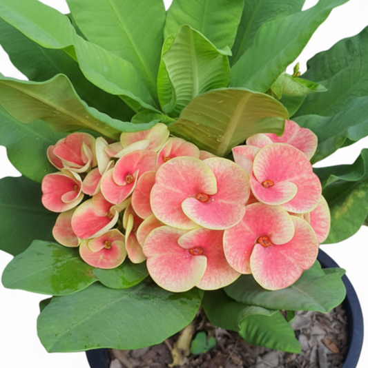Euphorbia milii - Rosa Wonder