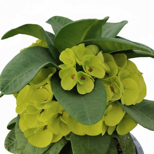 Euphorbia milii Jade Pad Riew - Premium Flowers