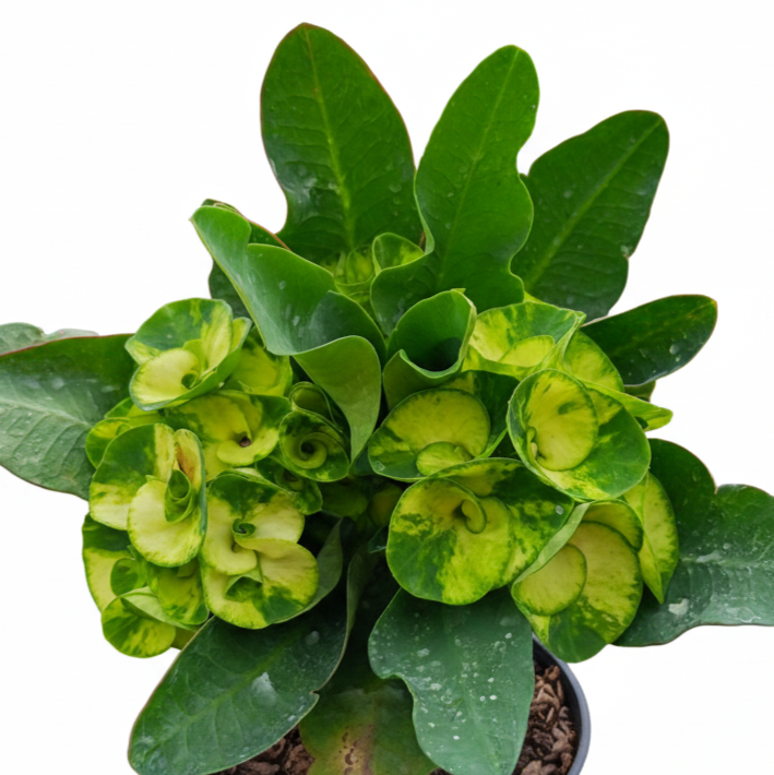 Euphorbia milii Snow Green - Premium Flowers