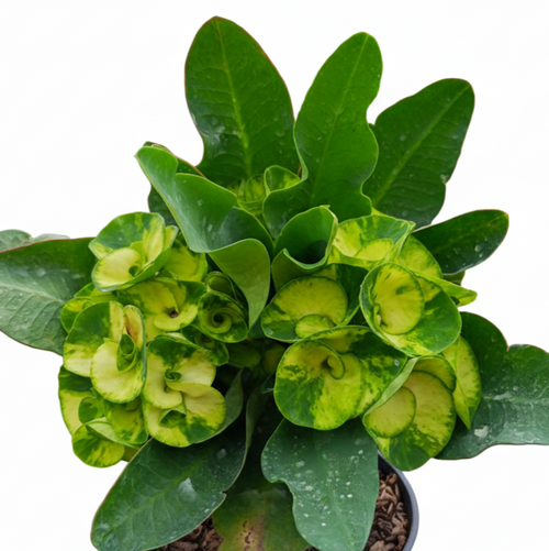 Snow Green Premium Crown of Thorns (Pack of 3)