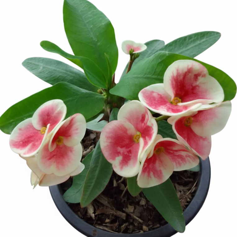 Euphorbia milii - Angle Wish