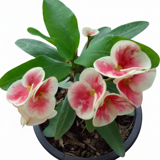 Euphorbia milii - Angle Wish