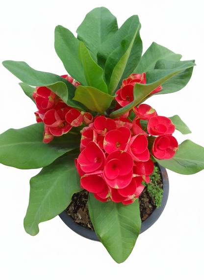 Euphorbia milii - CleoRosa