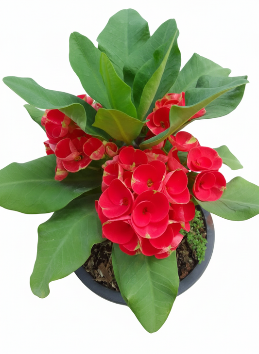 Euphorbia milii - CleoRosa